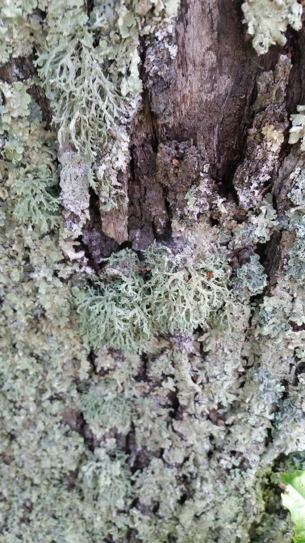 Che tipi di licheni sono?